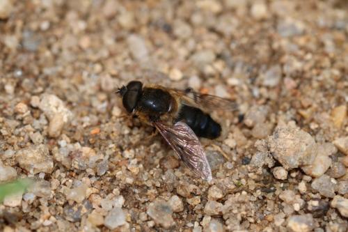 Eristalis pertinax